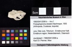 Foto (Objket + Etiketten) von Protosphaeroma straeleni (Bachmayer, 1955) 